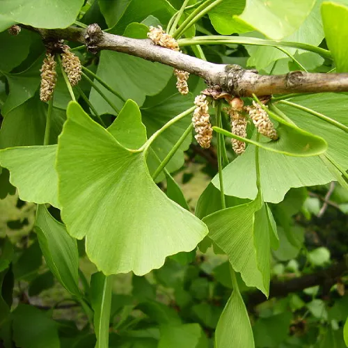 Ginkgo biloba -lehtiuute